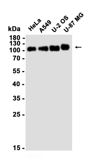 AYD12870