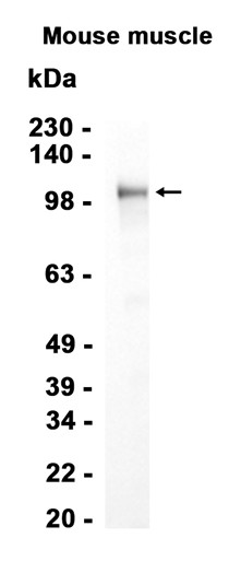 AYD12164
