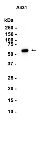 AYD13204