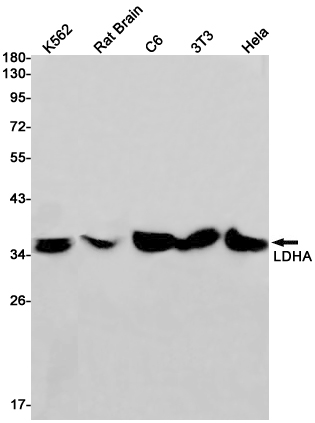 AYD12298