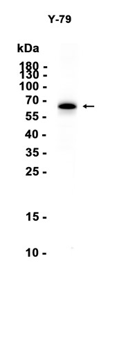 AYD15486