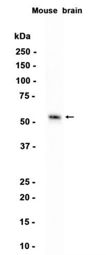AYD13259