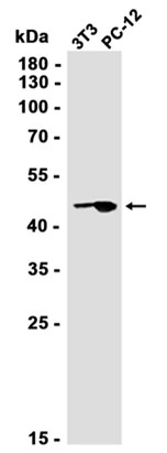 AYD11610