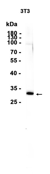 AYD15599