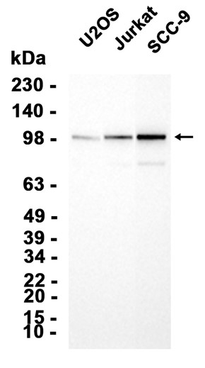 AYD13387