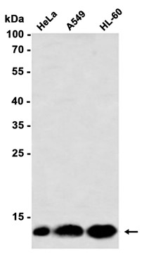 AYD14065-wb3