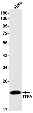 AYD14661