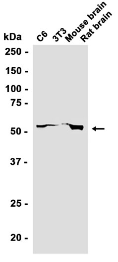 AYD11780