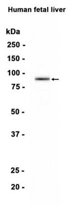 AYD13481