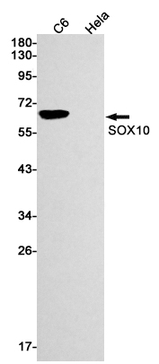 AYD12273
