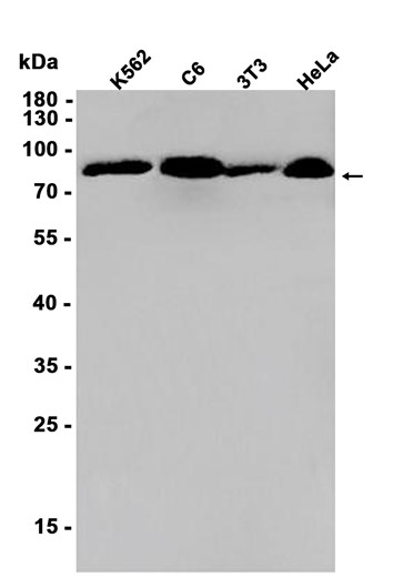 AYD12504