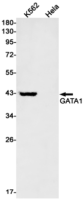 AYD11898