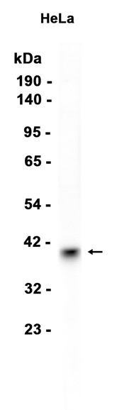 AYD12622