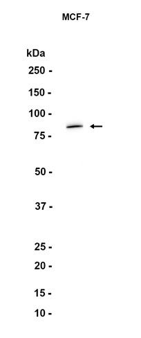 AYD12573