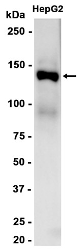 AYD15811