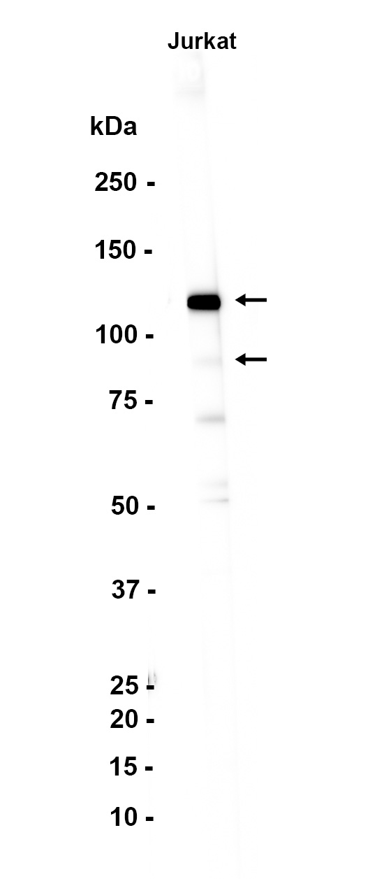 AYD12530