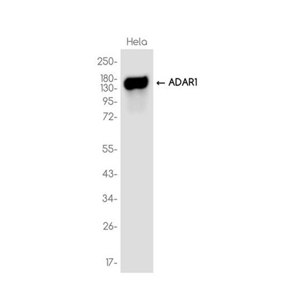 AYD14658