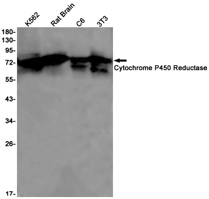 AYD11745