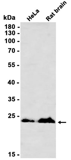AYD12301