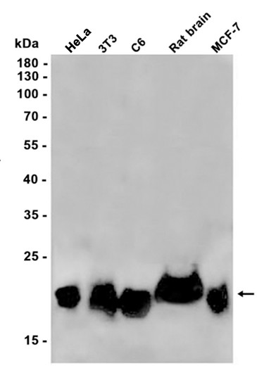 AYD13171