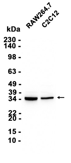 AYD13392