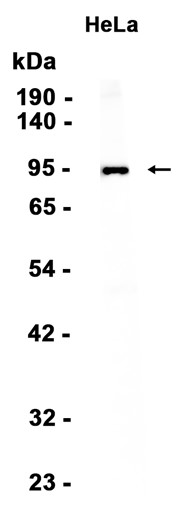 AYD12091