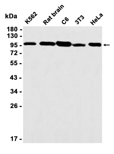 AYD13796
