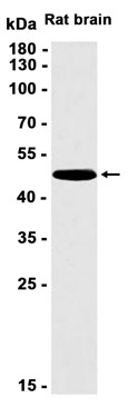 AYD12045