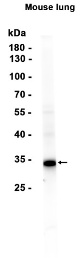 IL-33 (YD15289) Rabbit mAb