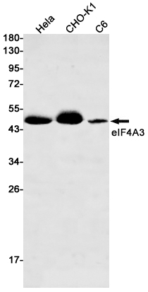 AYD11948