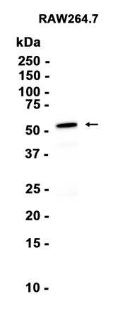 AYD15323