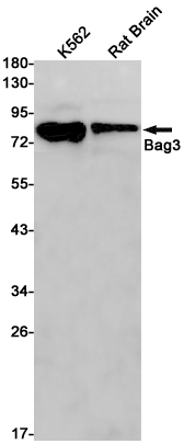 AYD11155