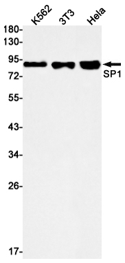 AYD11237