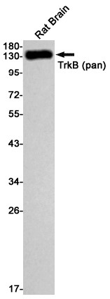 AYD11503
