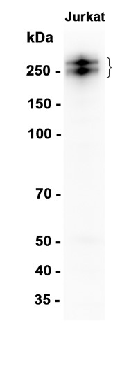 AYD15010