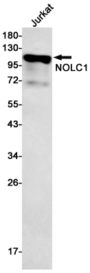 AYD12840
