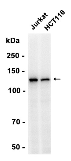 AYD12543