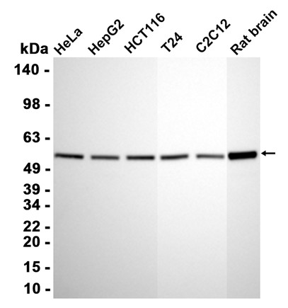 AYD13953