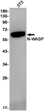 AYD11754