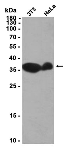 AYD11682