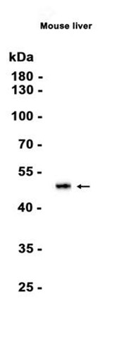 AYD13182