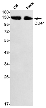 AYD12039