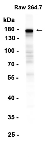 CD11b (YD33044) Rabbit mAb