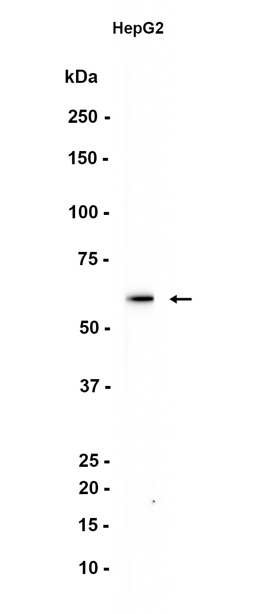 AYD12313