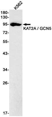 AYD12975