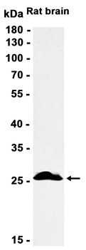 AYD14847
