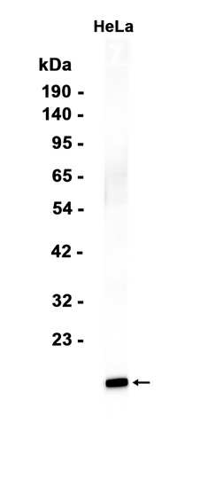 AYD13226