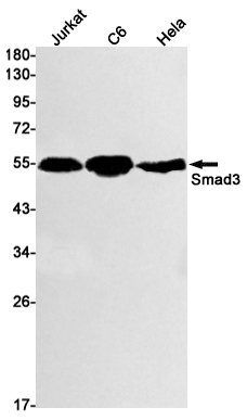 AYD11519