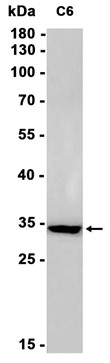 AYD14164