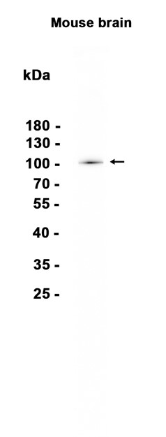 AYD13814